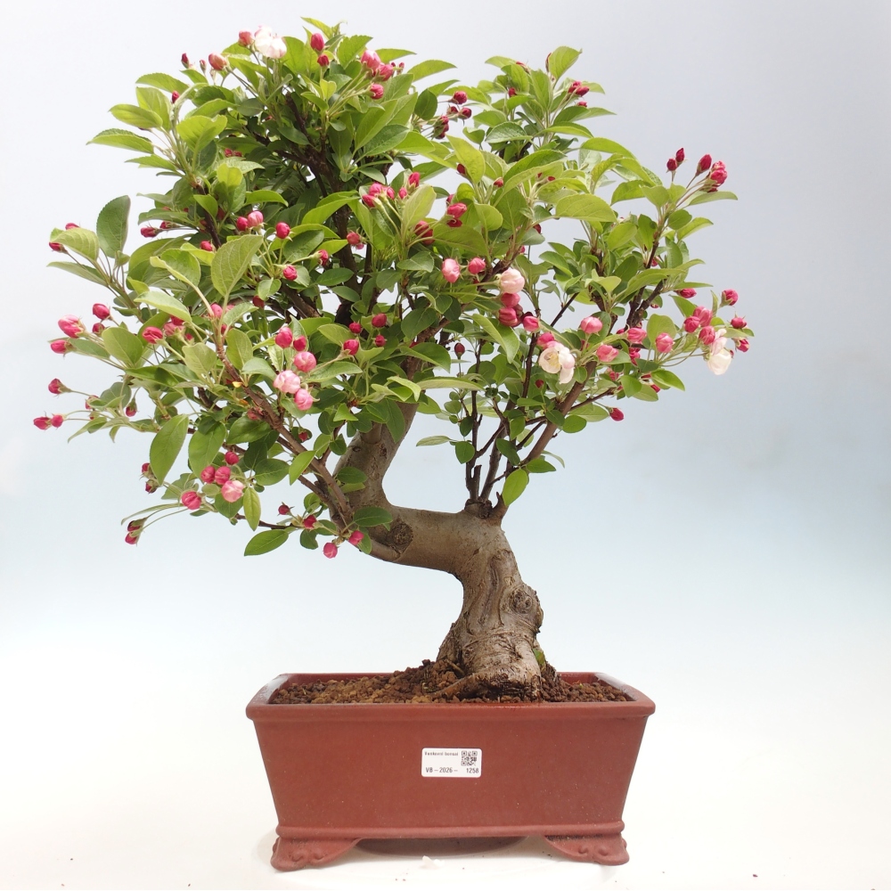 Outdoor bonsai - Malus halliana - Jabłoń drobnoowocowa