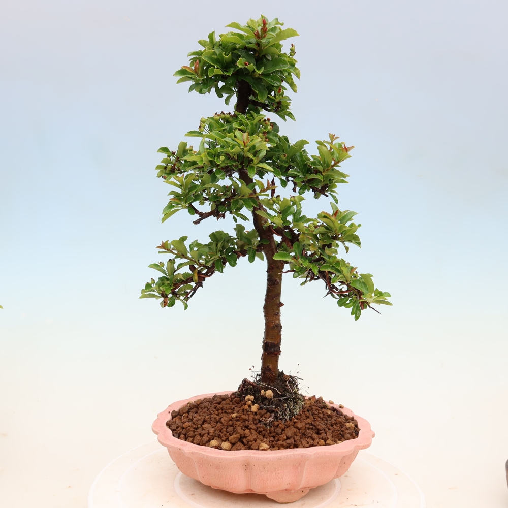 Bonsai ogrodowe – Pyracantha teton – ognik szkarłatny