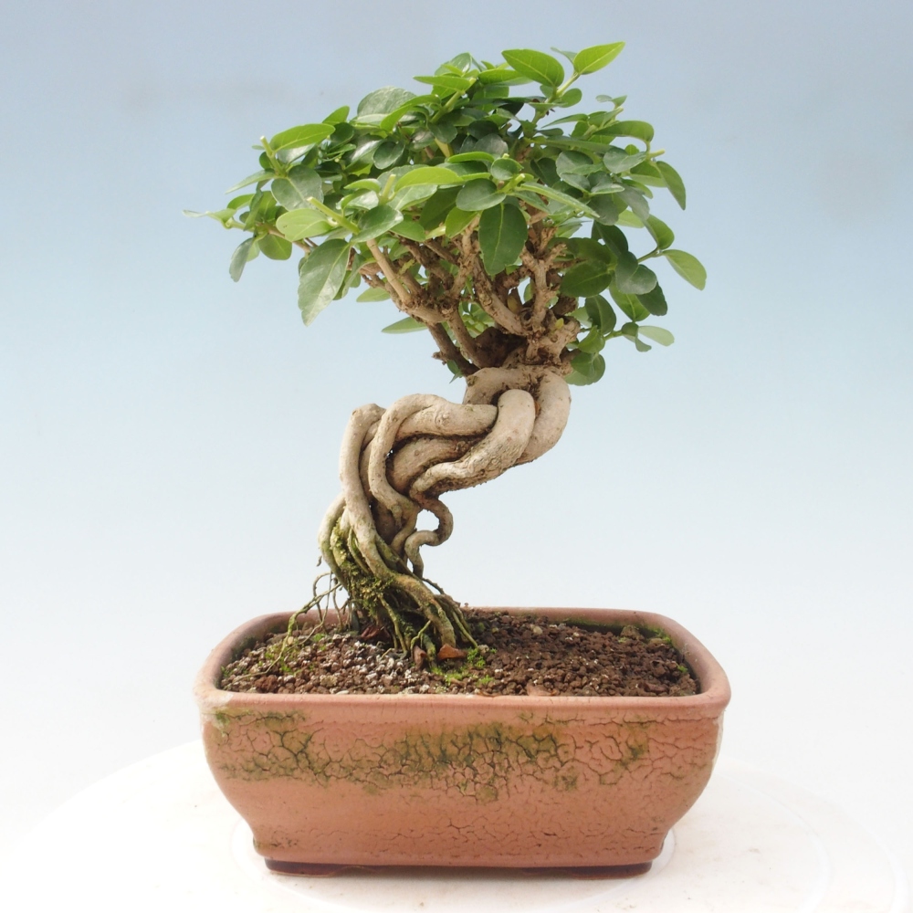 Bonsai wewnętrzne - Premna serratifolia - Kozlovon drobnolistny