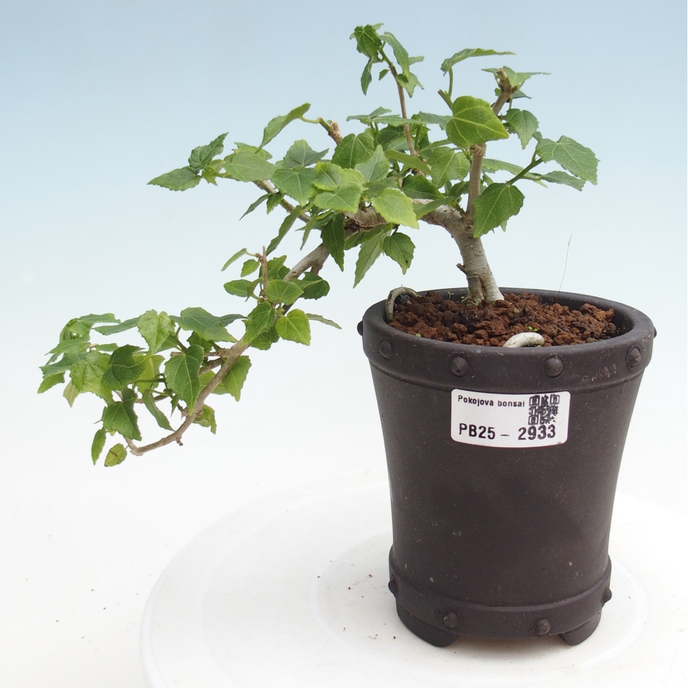 Kryte bonsai - Malvaviscus arboreus - hibiskus drzewny