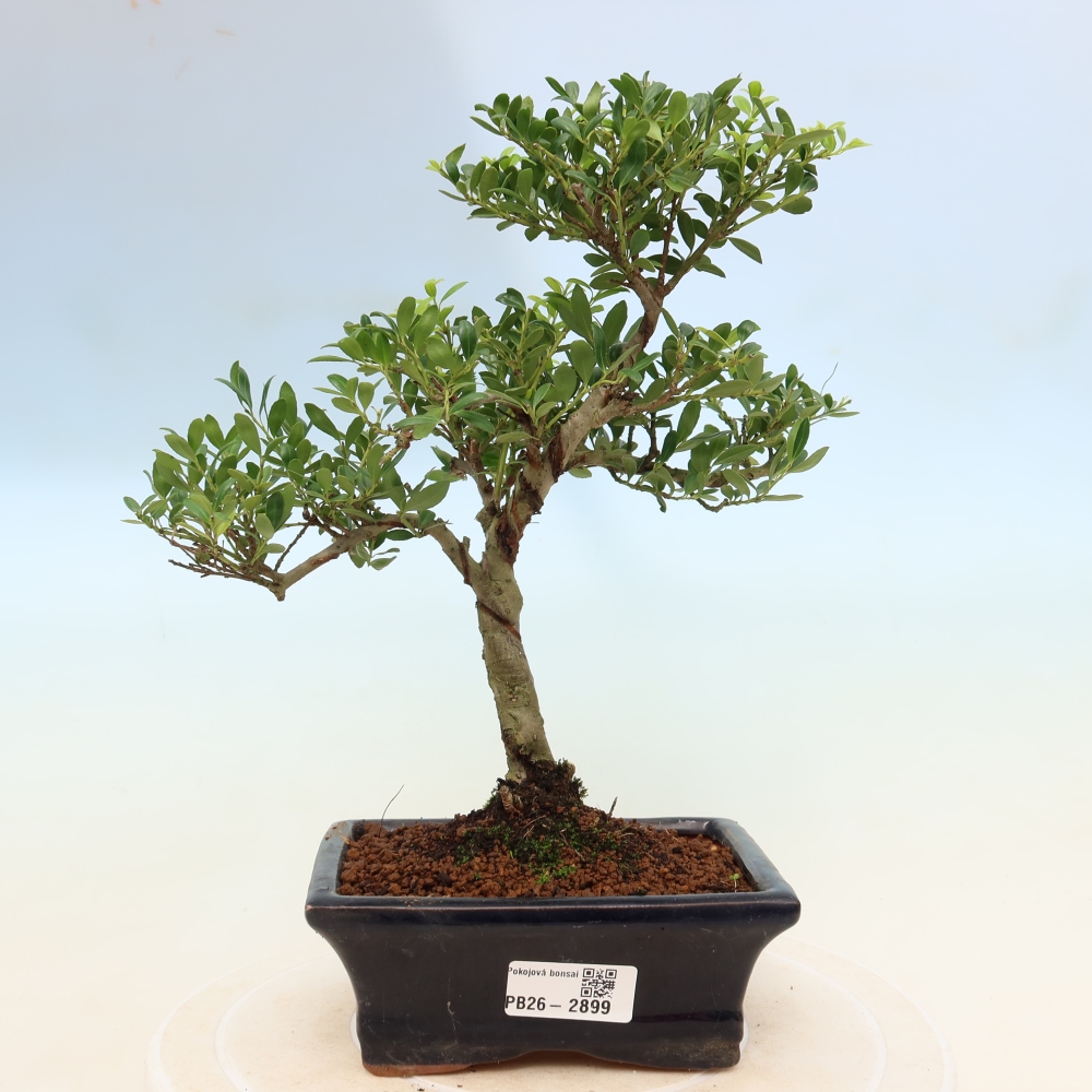Pokój bonsai - Ilex crenata - Ostrokrzew