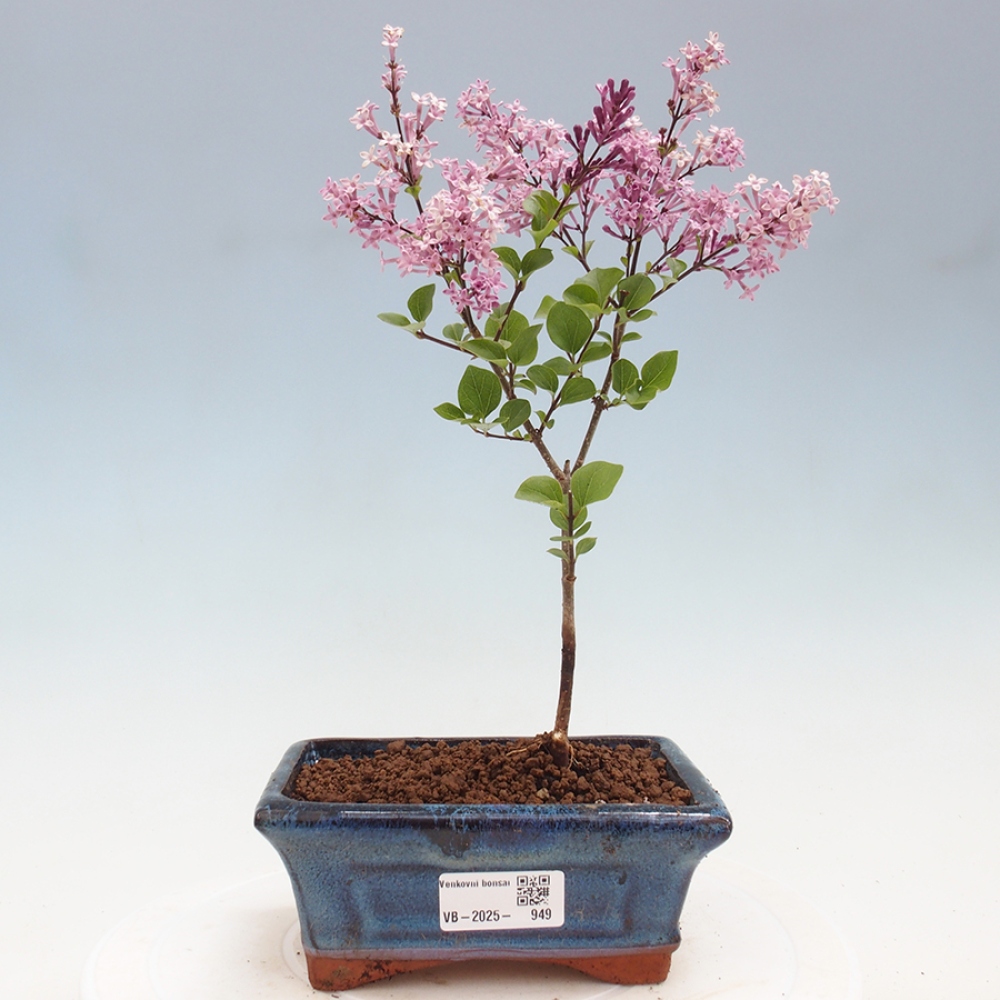Bonsai zewnętrzne - Syringa Meyeri Palibin - Liliowy Meyera