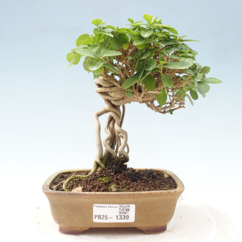 Bonsai wewnętrzne - Premna serratifolia - Kozlovon drobnolistny