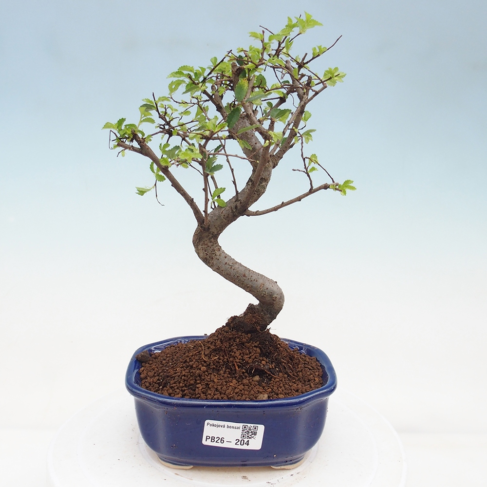 Pokój bonsai - Ulmus parvifolia - Wiąz drobnolistny