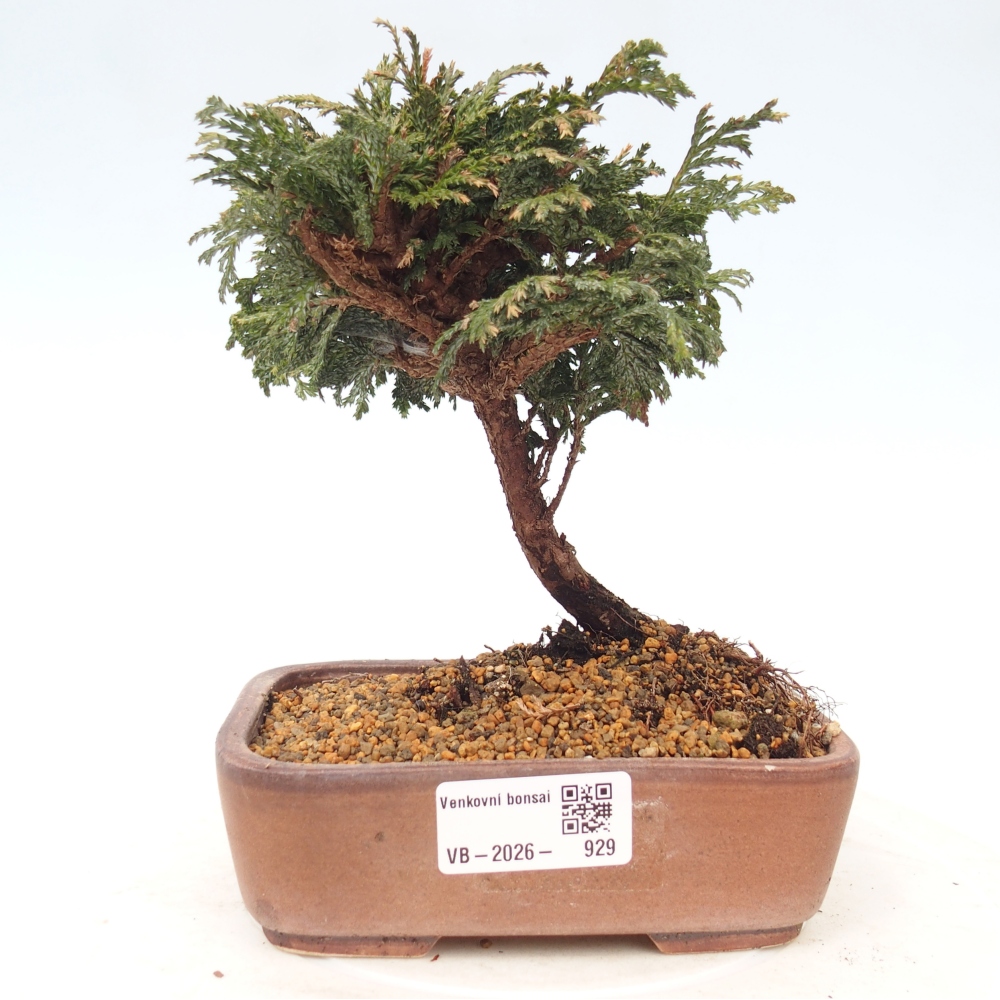 Bonsai zewnętrzne - Cham.pis Parslori - Cyprys