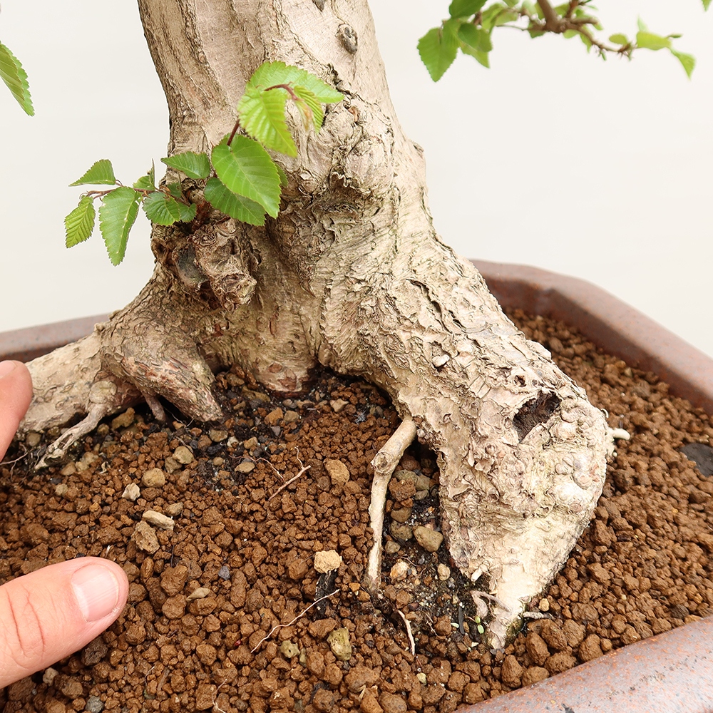 Bonsai plenerowe - Carpinus Coreana - grab koreański