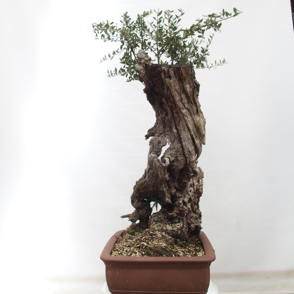 Kryte bonsai - Olea europaea sylvestris - Europejska oliwa z małych liści
