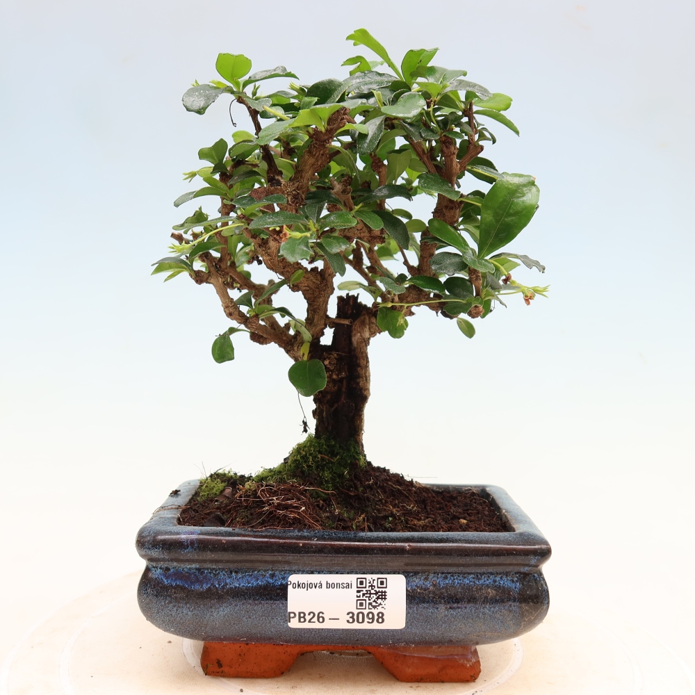 Bonsai pokojowe - Carmona macrophylla - Tea fuki