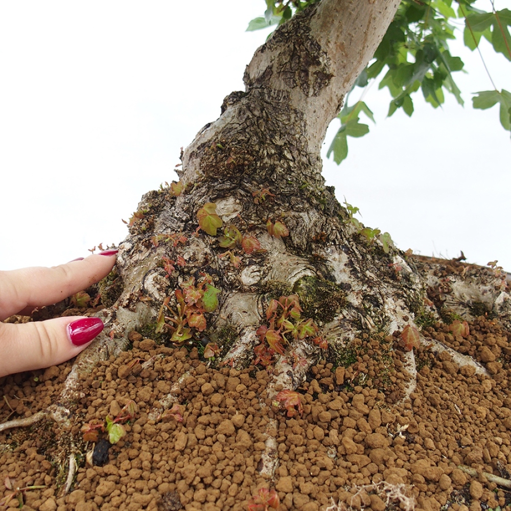 Bonsai zewnętrzne - Klon Francuski - Acer Nonspessulanum