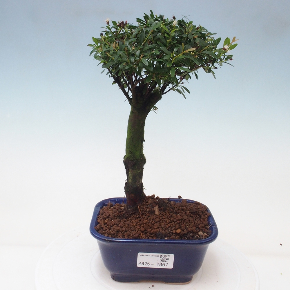 Pokój bonsai - Syzygium - Pimentovník