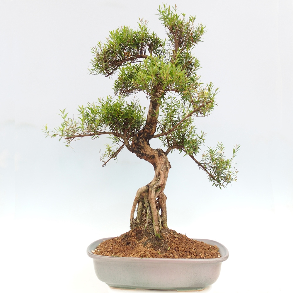 Indoor bonsai - Syzygium - Pimento - WYŁĄCZNIE ODBIÓR OSOBISTY lub transport paletowy