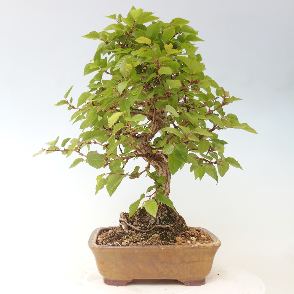 Outdoor bonsai - Carpinus CARPINOIDES - grab koreański