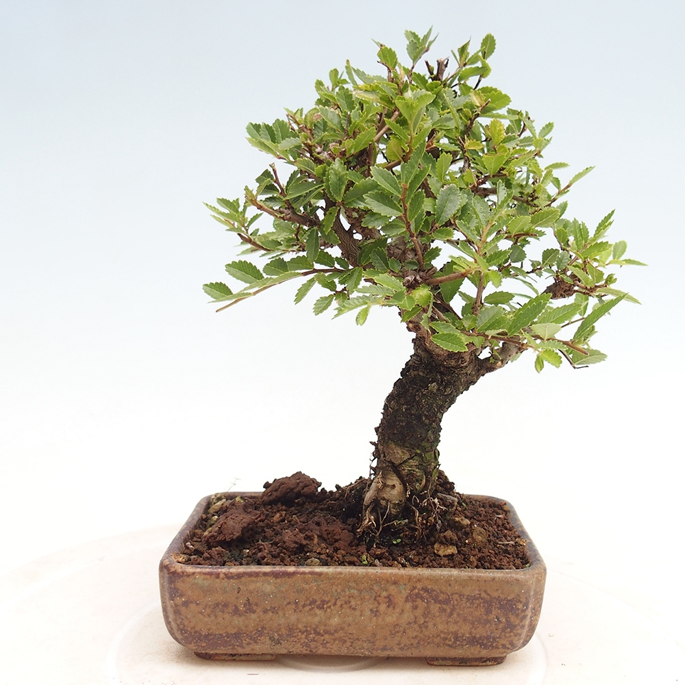 Outdoor bonsai - Zelkova - Zelkova NIRE