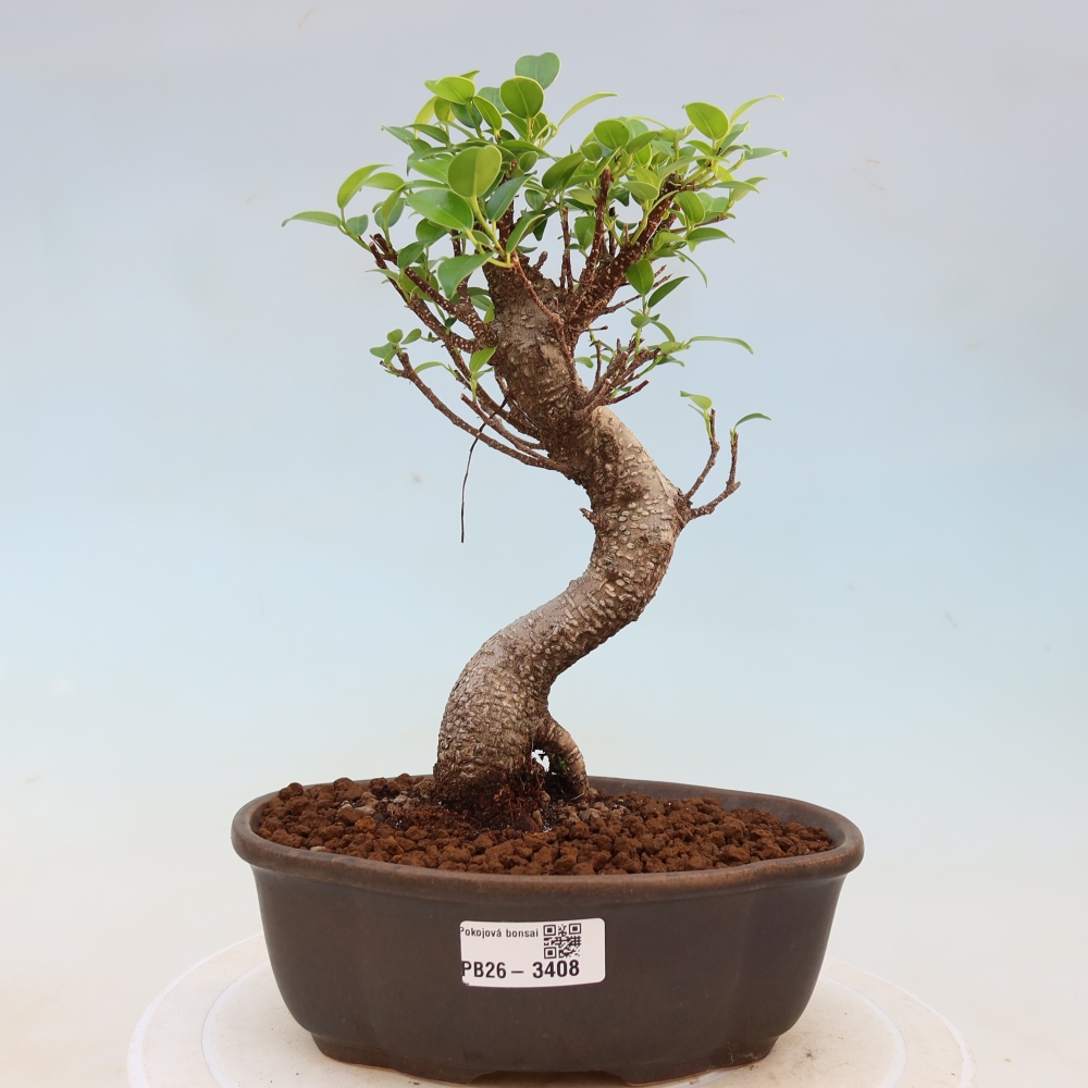 Pokój bonsai - Ficus kimmen - figowiec drobnolistny