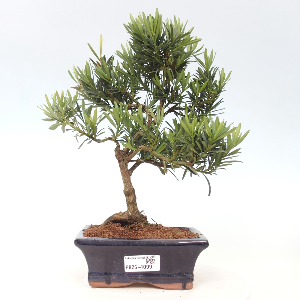 Pokój bonsai - Podocarpus - Kamienny cis