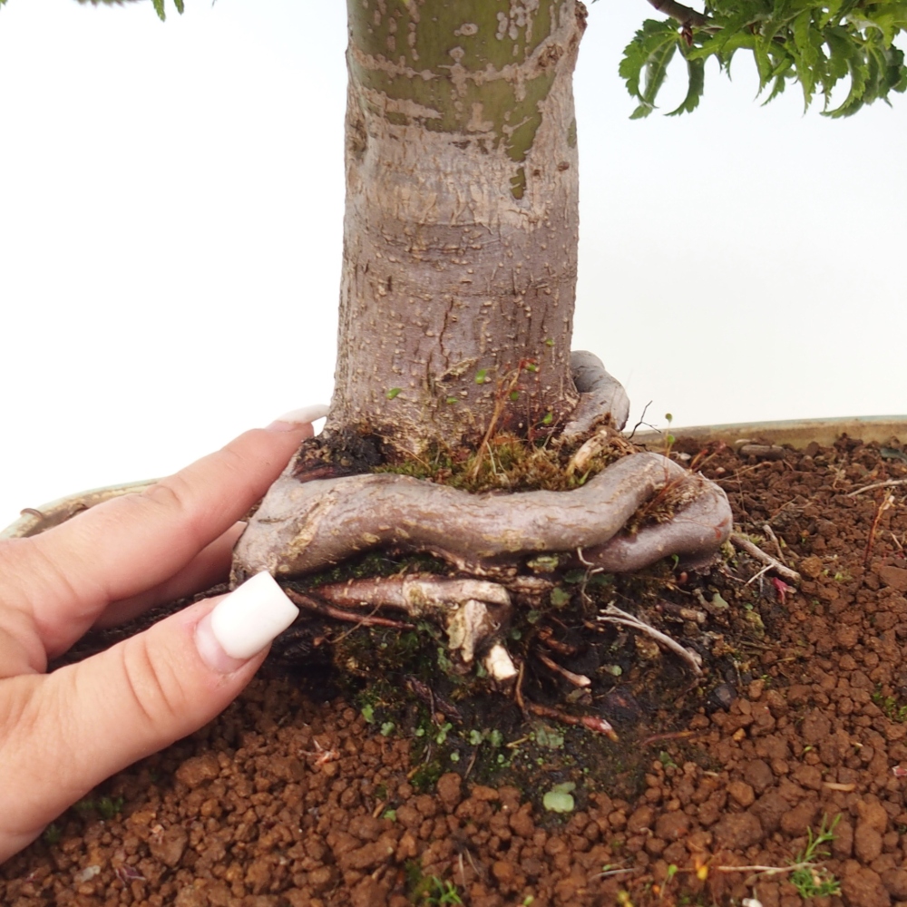 Outdoor bonsai - palma jaworowa Acer palmatum Shishigashira
