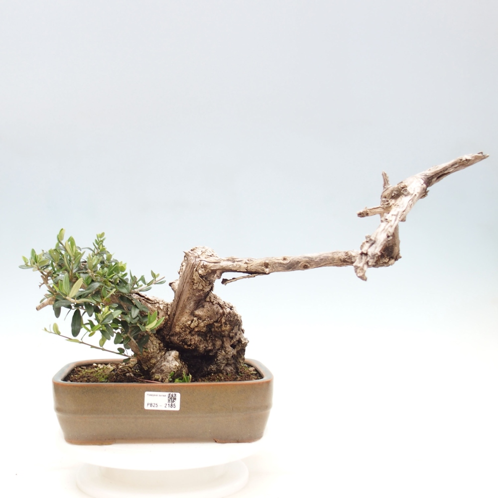 Kryte bonsai - Olea europaea sylvestris - Europejska oliwa z małych liści