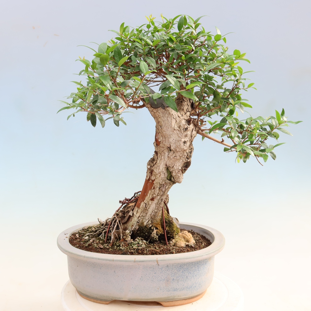Bonsai pokojowe – Myrtus communis – mirt pospolity