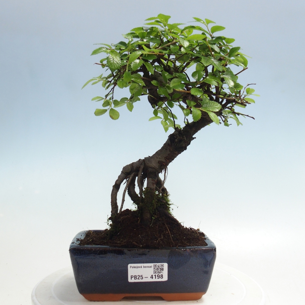 Pokój bonsai - Ulmus parvifolia - Wiąz drobnolistny