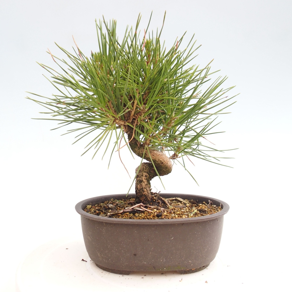 Bonsai ogrodowe - Pinus thunbergii - Sosna Thunbergia