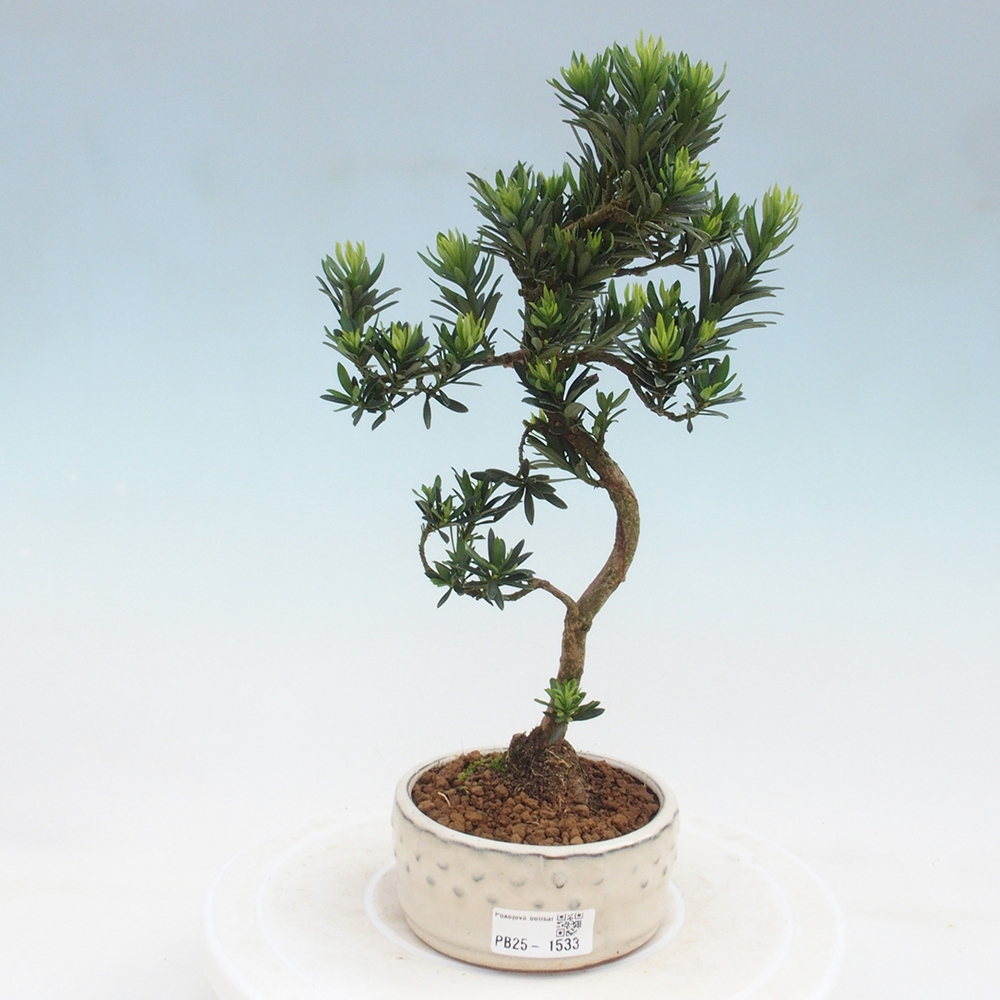 Kryty bonsai - Podocarpus - Kamień tys