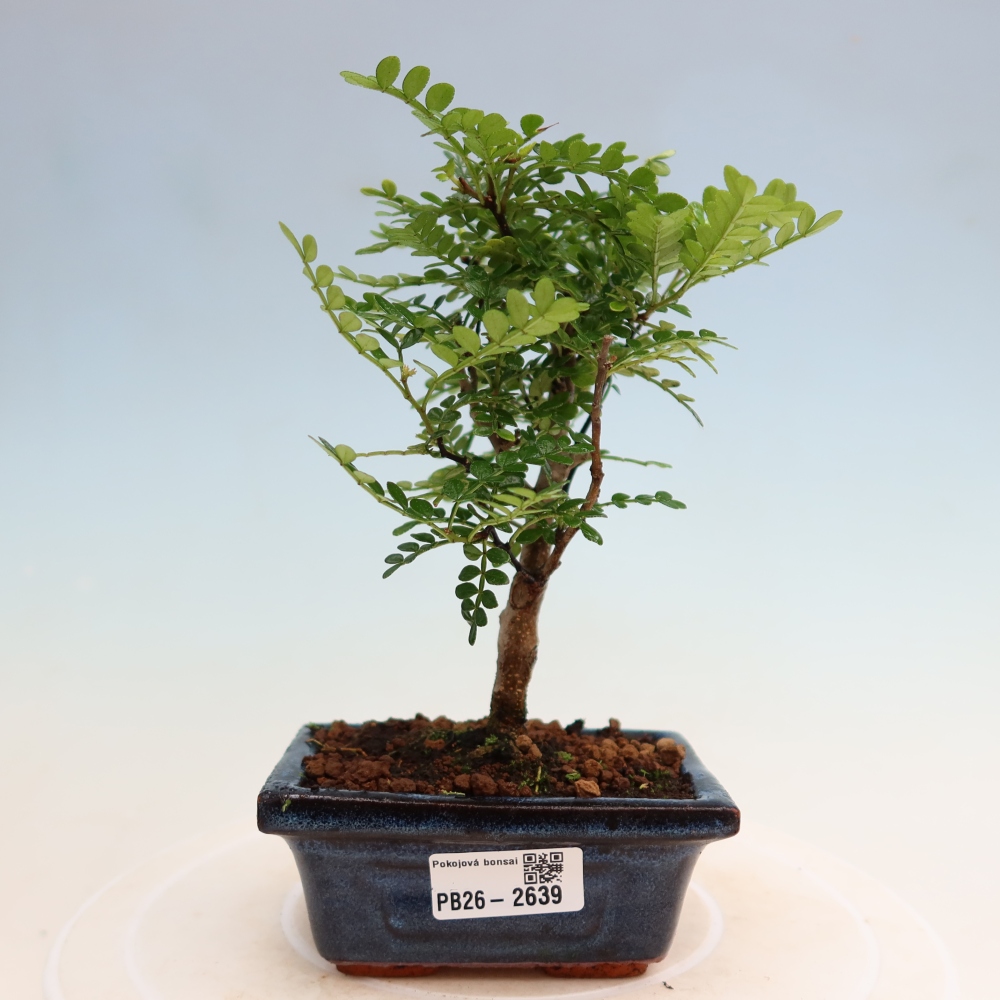 Pokój bonsai - Zantoxylum piperitum - drzewo pieprzowe