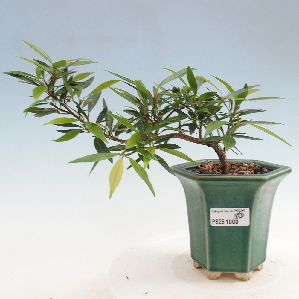 Bonsai wewnętrzne - Ficus nerifolia - figowiec drobnolistny