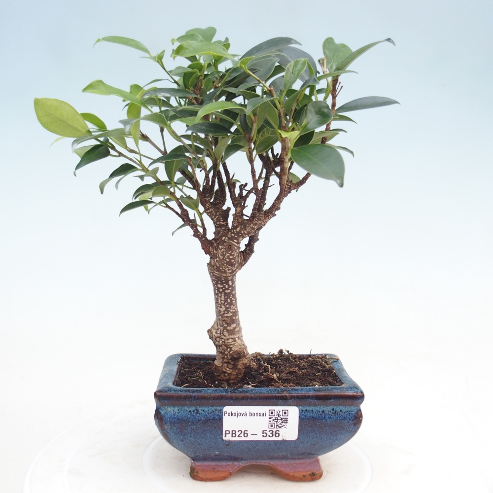 Pokój bonsai Ficus retusa kimmen
