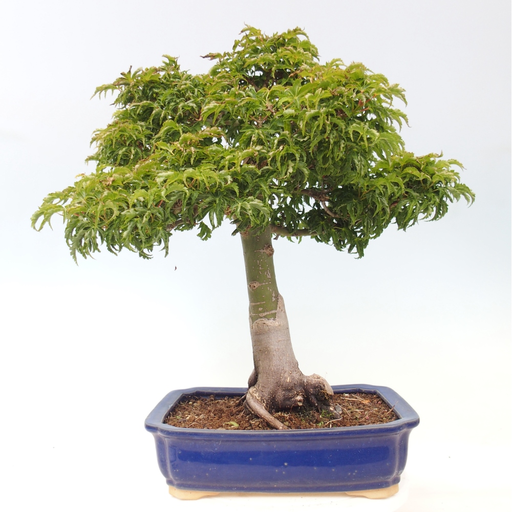 Outdoor bonsai - palma jaworowa Acer palmatum Shishigashira