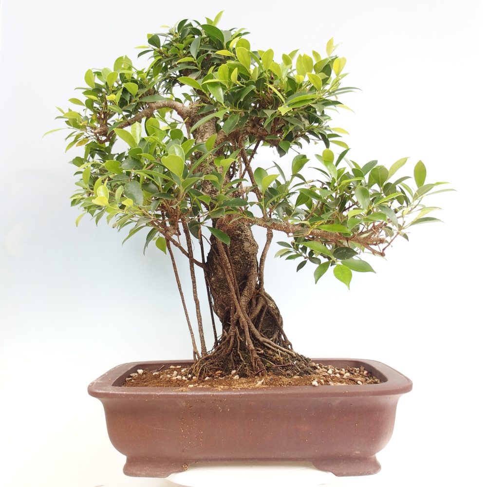 Bonsai pokojowe - Ficus kimmen - figowiec drobnolistny - WYŁĄCZNIE ODBIÓR OSOBISTY lub transport paletowy