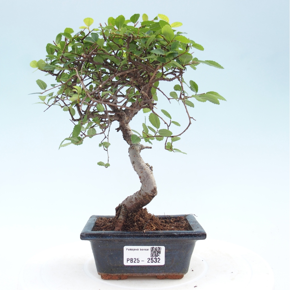 Kryty bonsai - Ulmus parvifolia - Wiąz mały liść