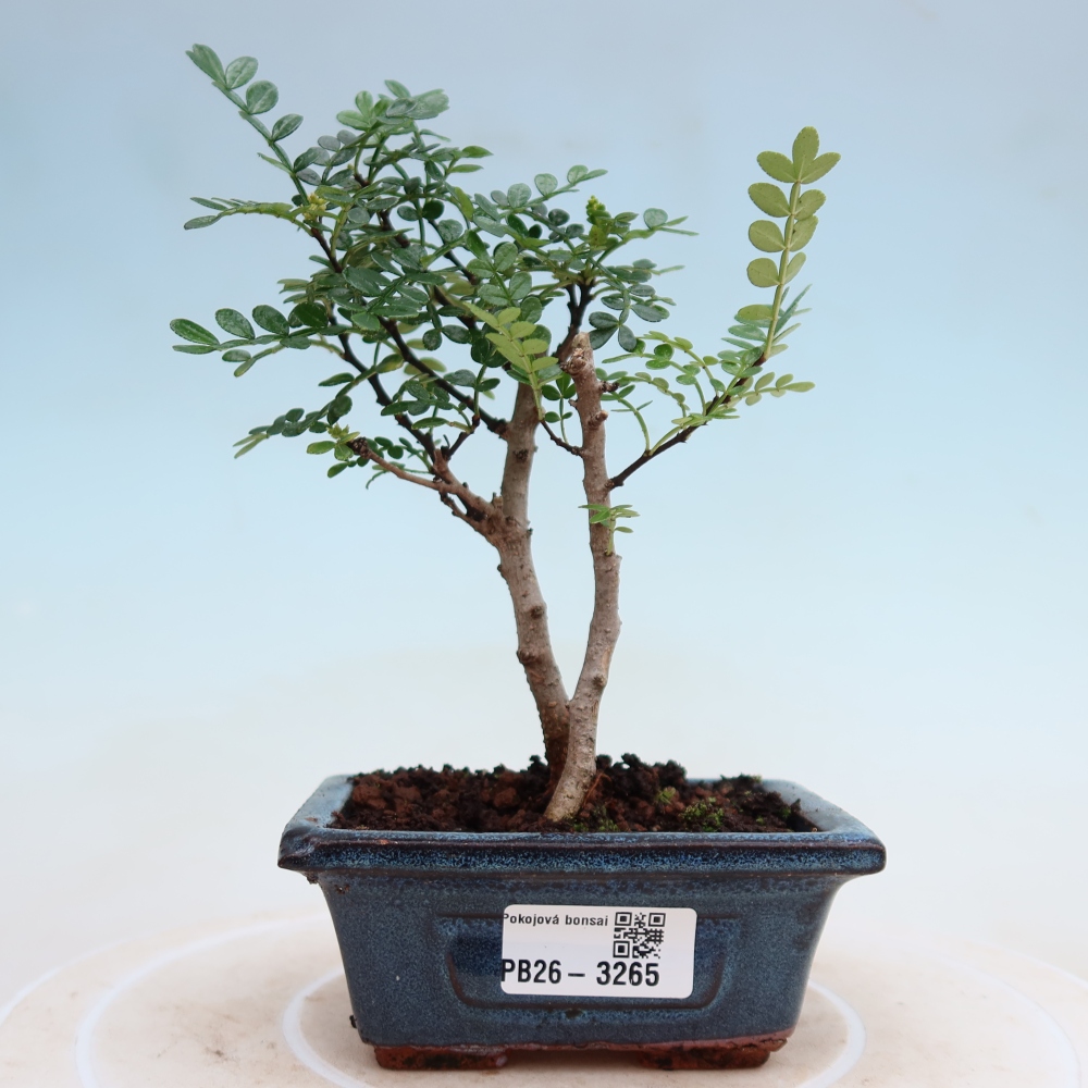 Pokój bonsai - Zantoxylum piperitum - drzewo pieprzowe