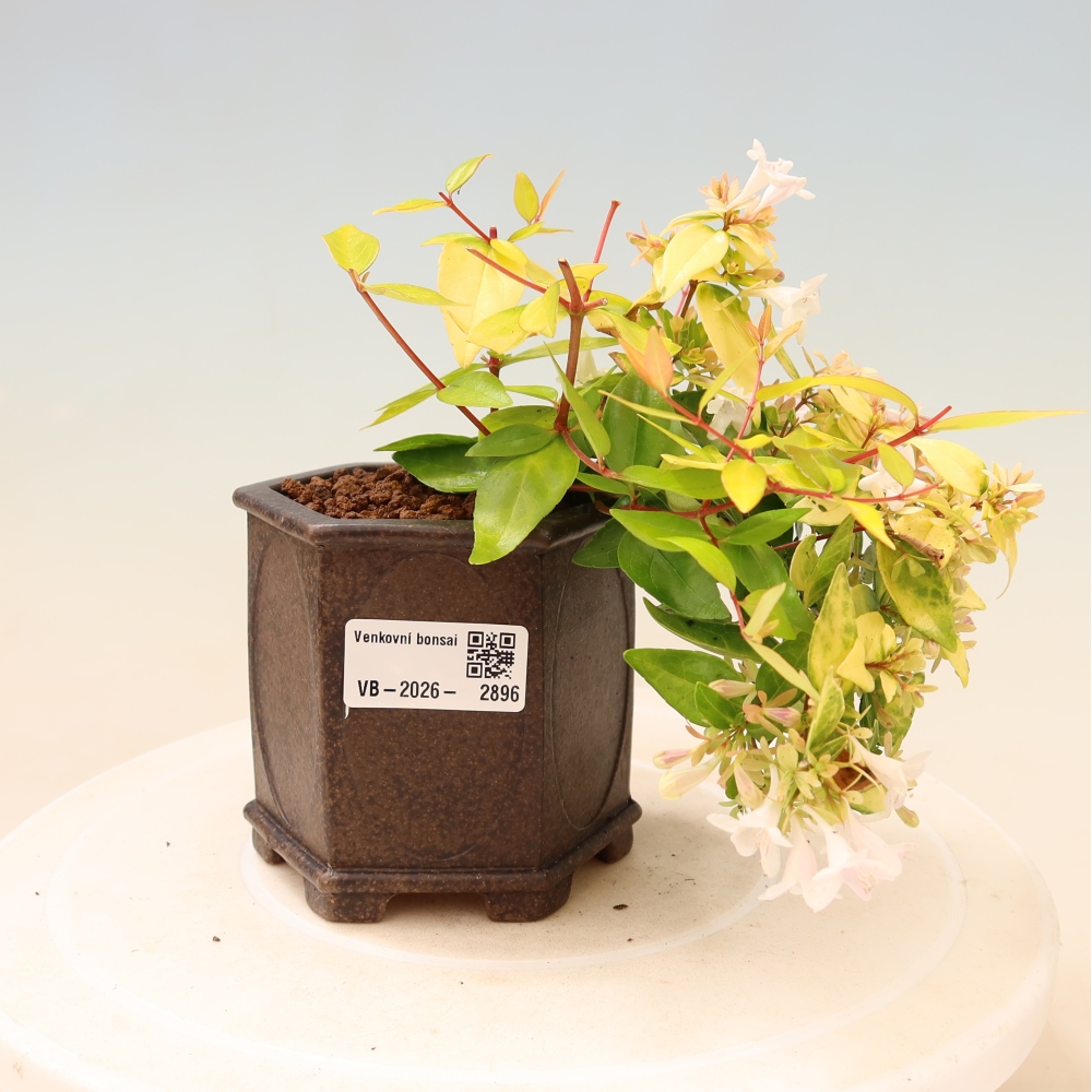 Bonsai ogrodowe – Abelia gr. Kleidoscope – Abelia wielkokwiatowa