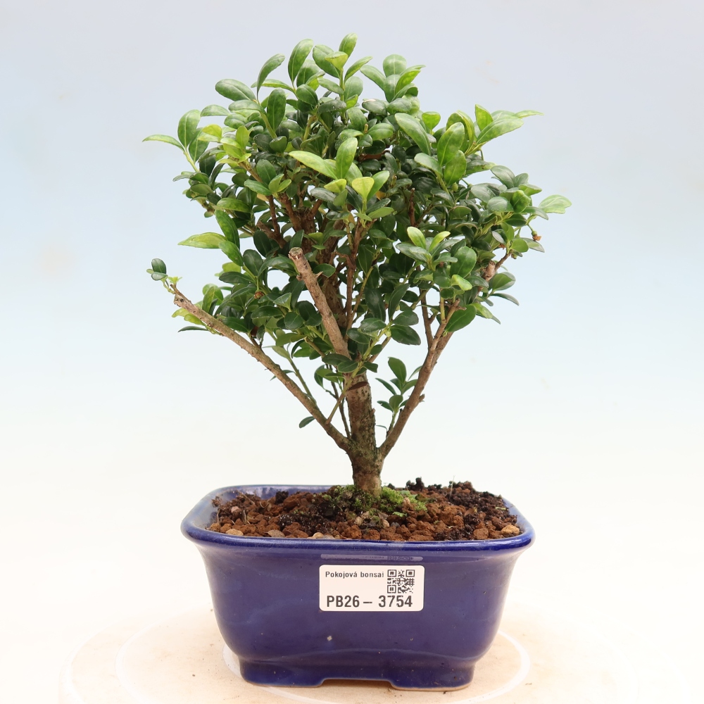 Pokój bonsai - Ilex crenata - Ostrokrzew