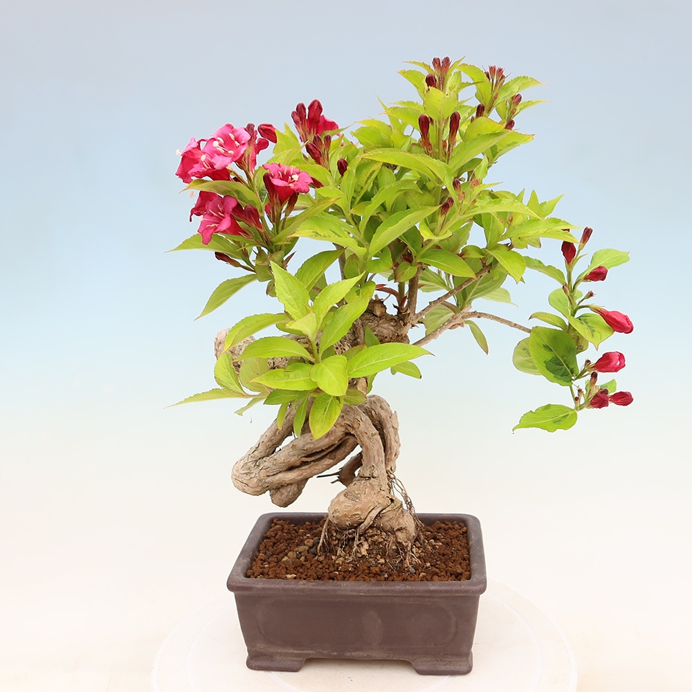 Bonsai ogrodowe – Weigela subsessilis – Weigela koreańska