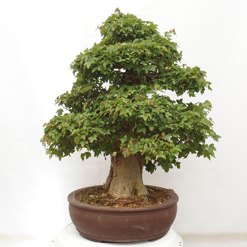 Outdoor bonsai - Maple Buergerianum - Burger Maple