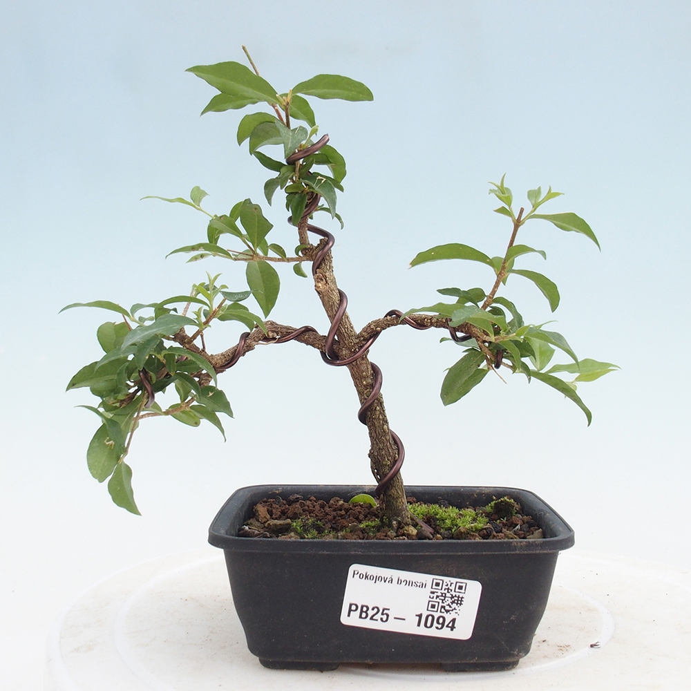 Bonsai pokojowe - Malpighia coccigera - Wiśnia Barbdorska