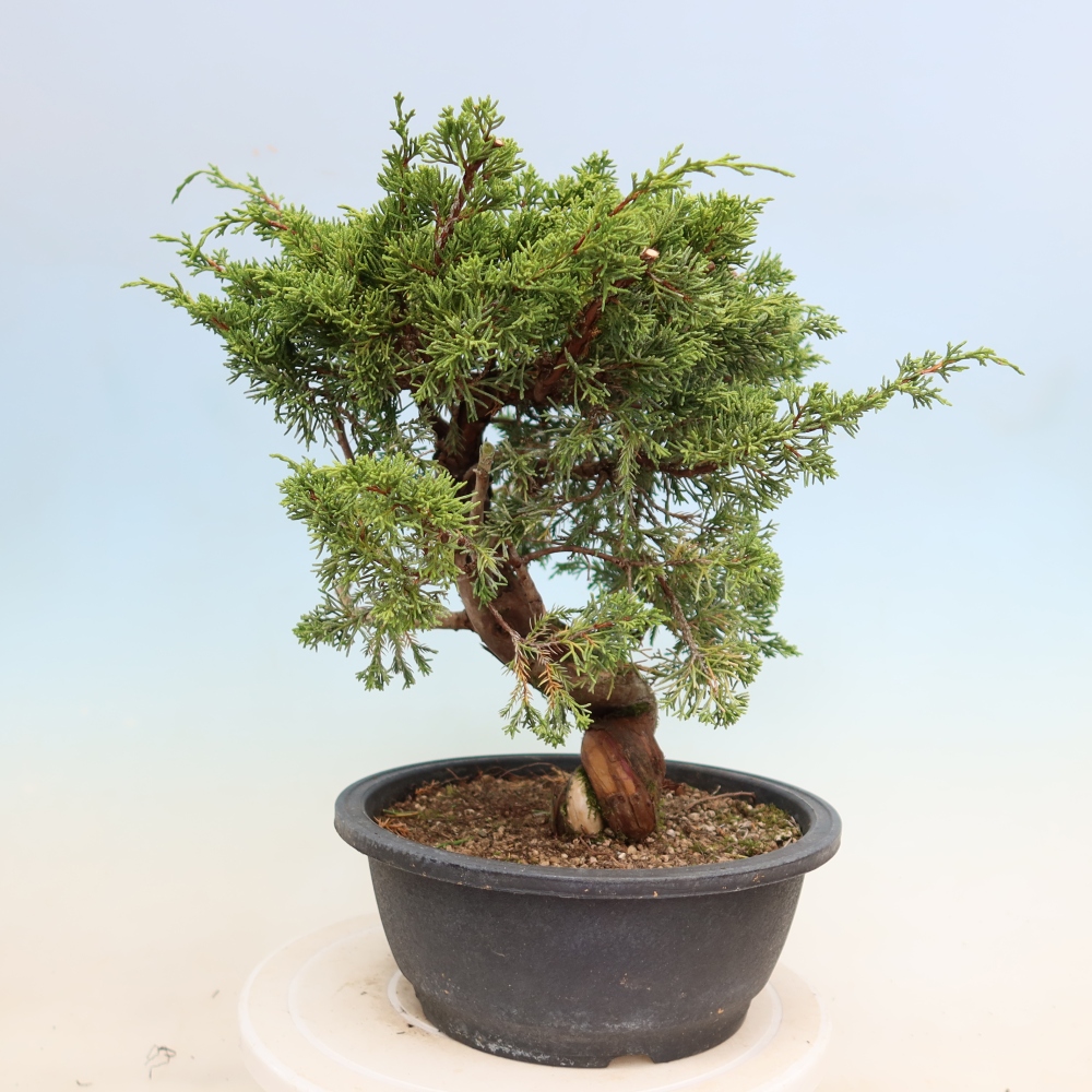Bonsai ogrodowe – Juniperus chinensis Itoigawa – jałowiec chiński