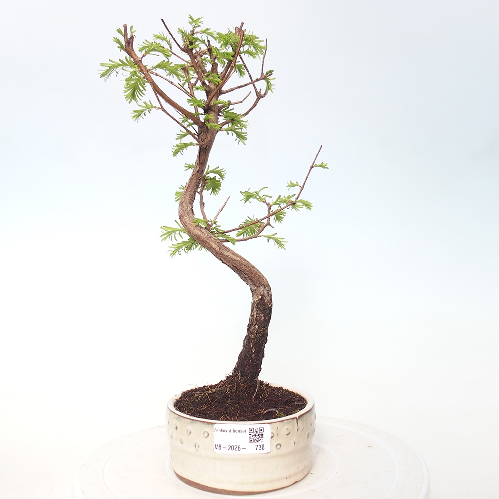 Outdoor bonsai - Metasequoia glyptostroboides - Metasekwoja chińska