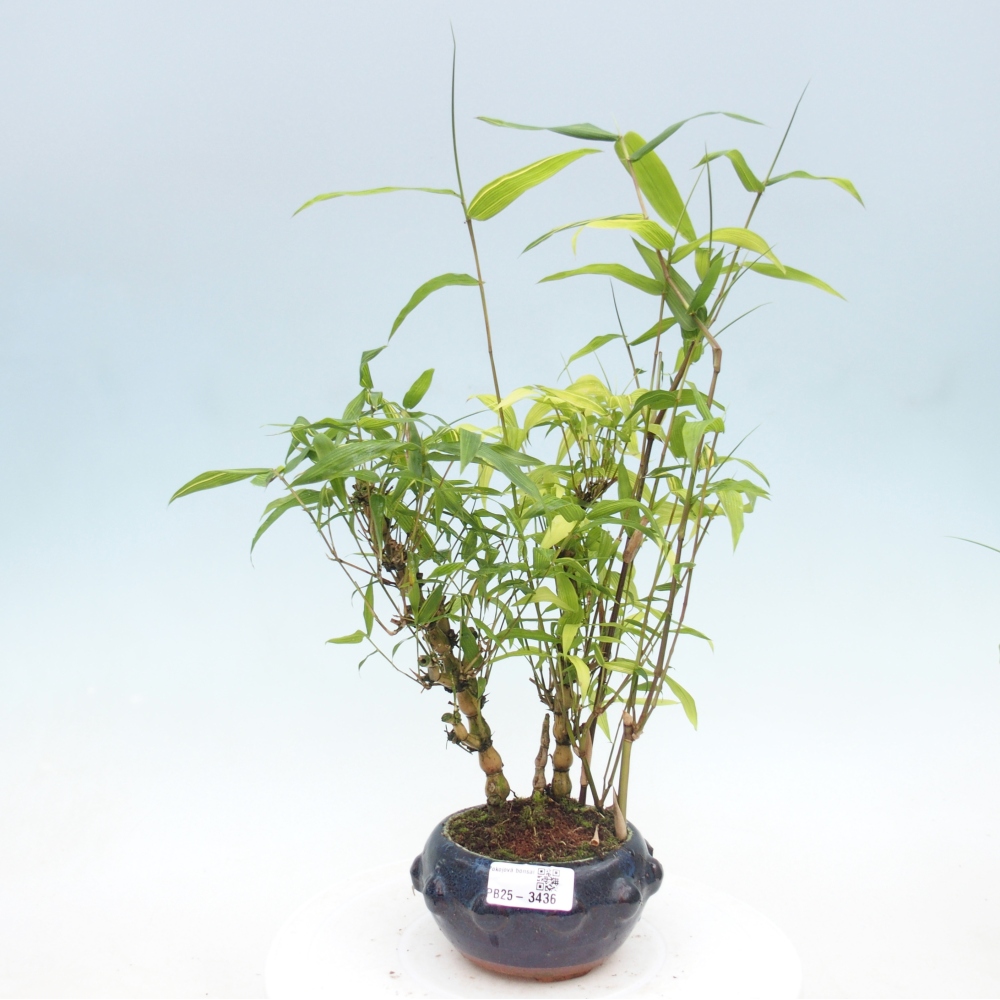 Room bonsai - Bamboo budha - Bamboo budha belly