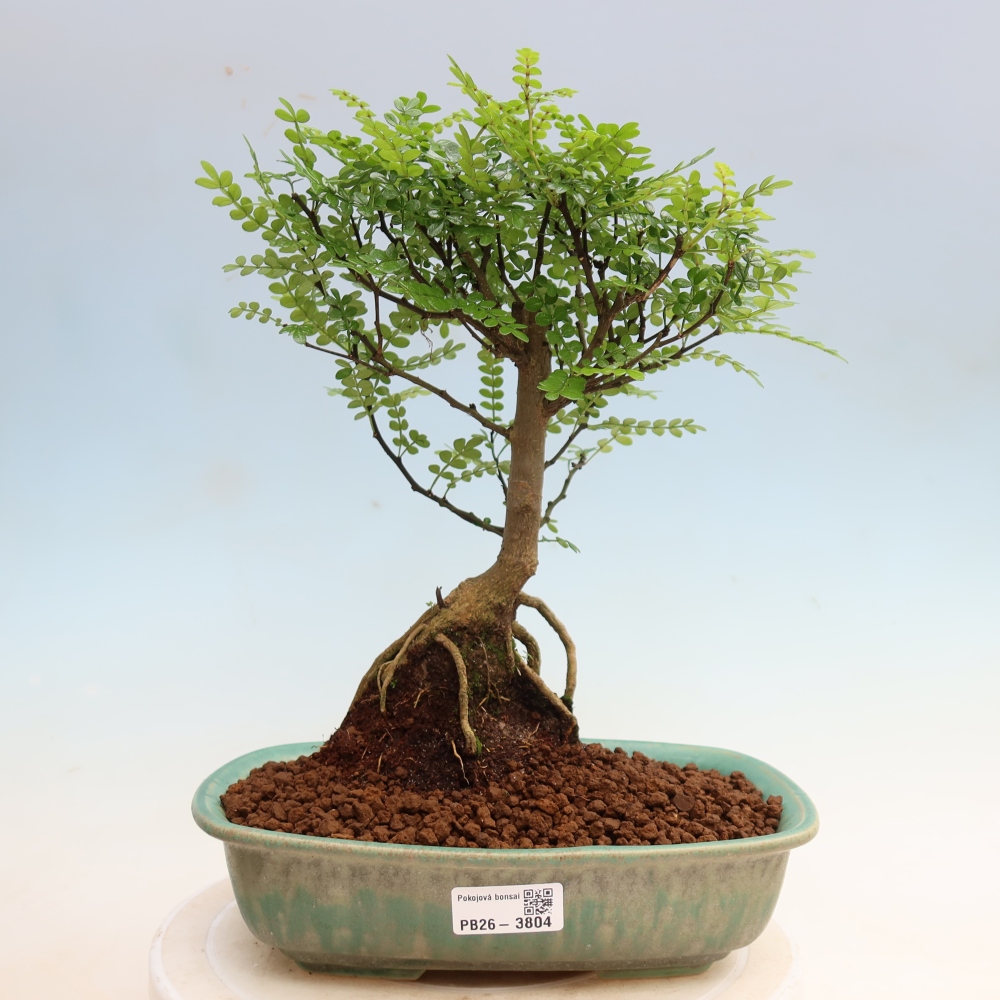 Pokój bonsai - Zantoxylum piperitum - drzewo pieprzowe