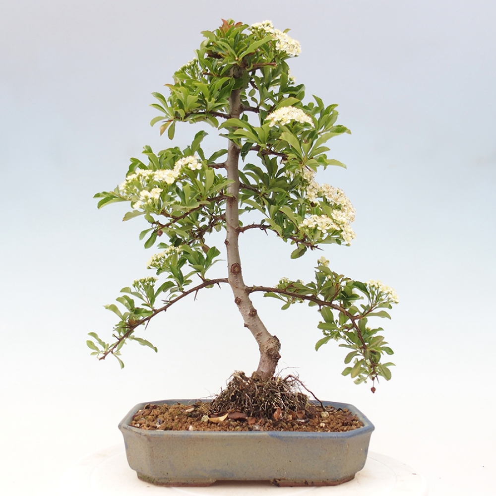 Outdoor Bonsai-Pyracanta Teton-Piekarnia