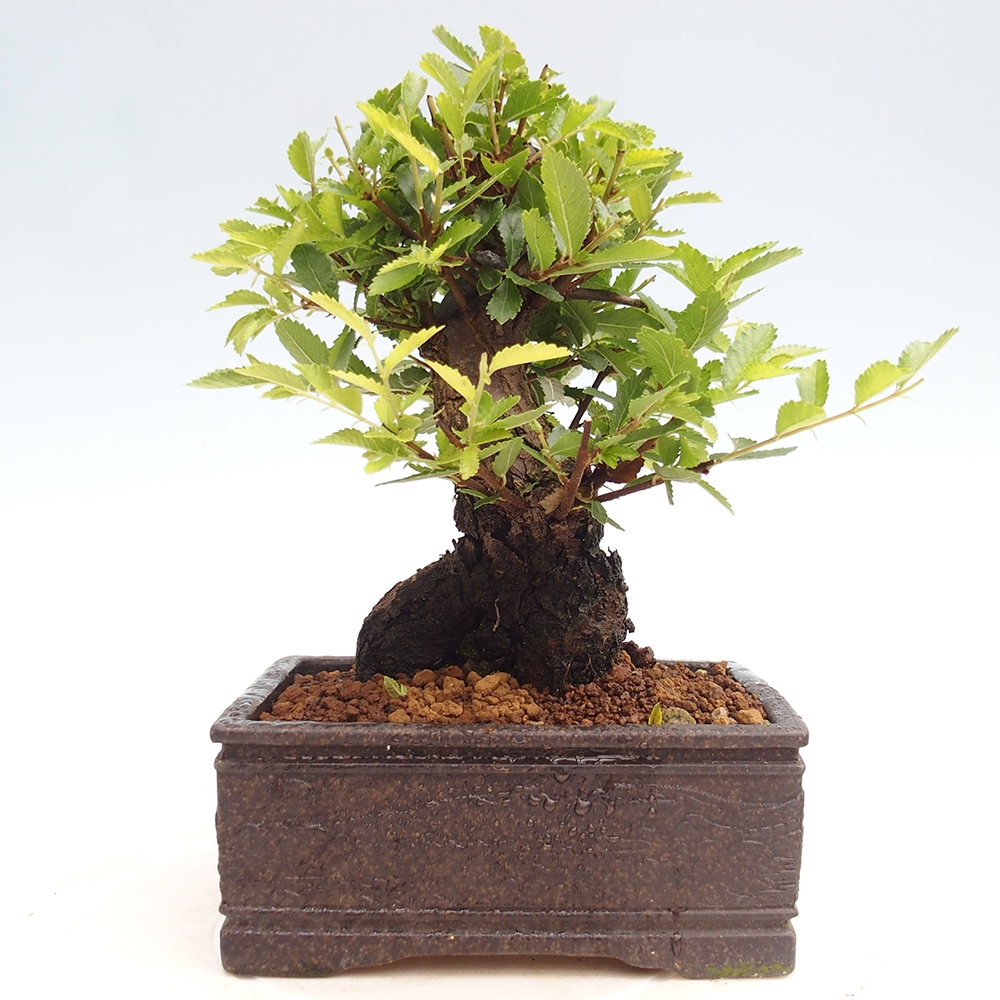 Outdoor bonsai - Zelkova - Zelkova NIRE