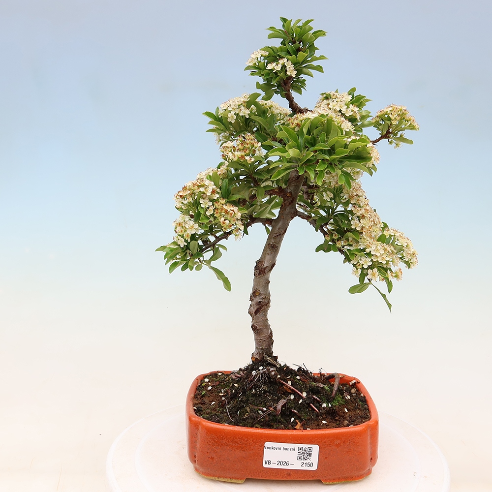 Bonsai ogrodowe – Pyracantha teton – ognik szkarłatny
