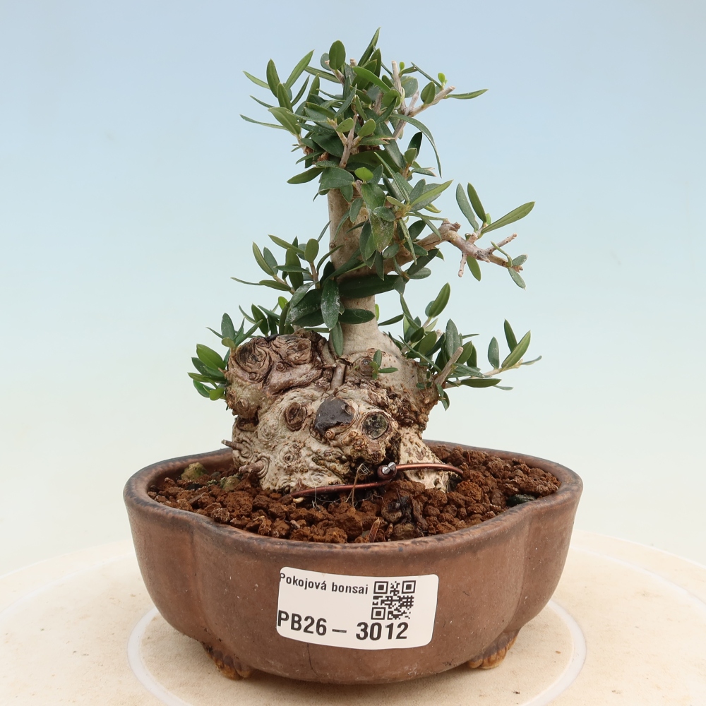 Bonsai do wnętrz - Olea europaea sylvestris