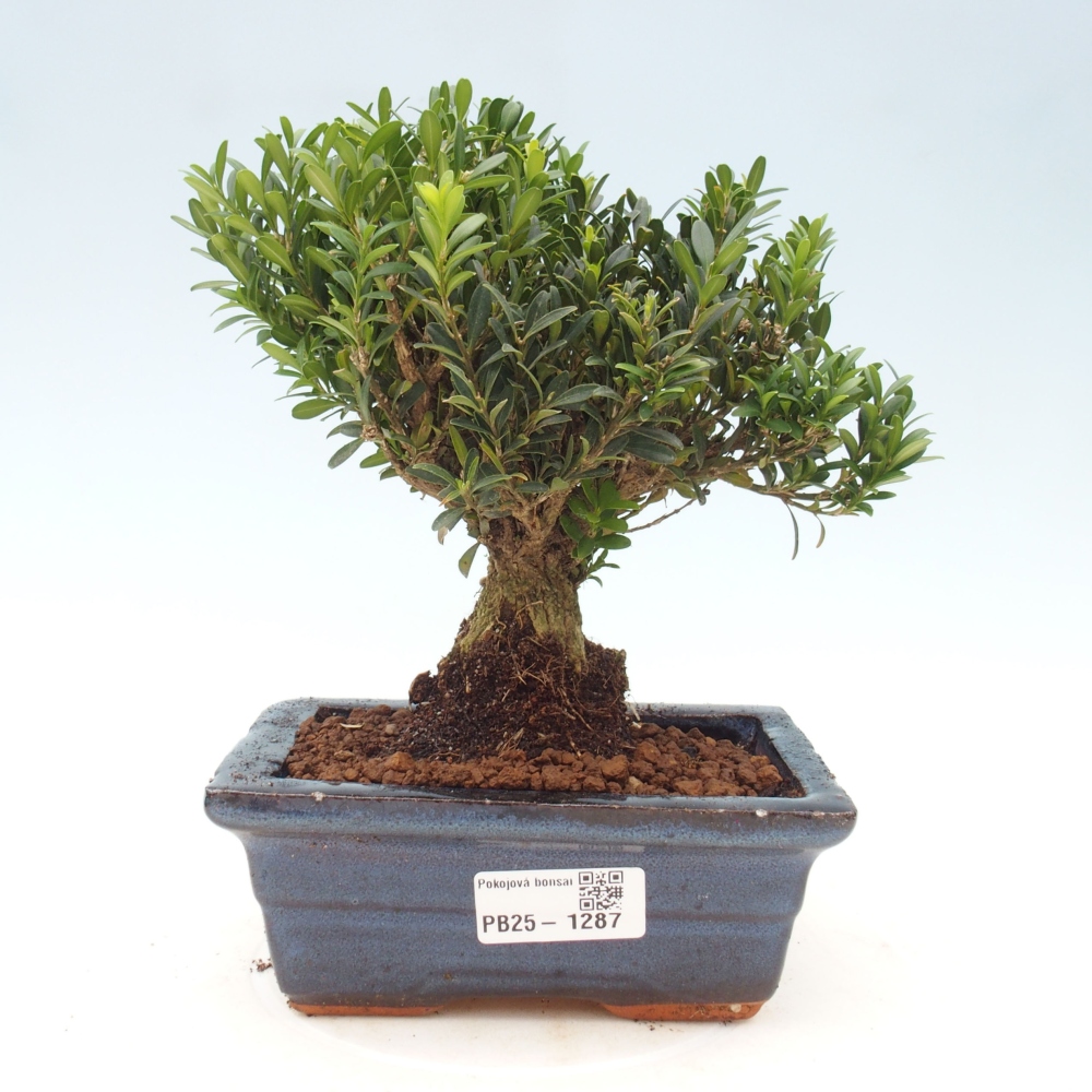 Bonsai pokojowe - Buxus harlandii - buxus korkowy