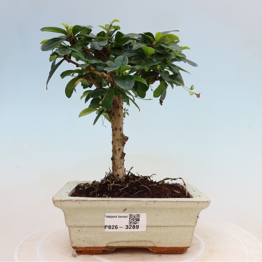 Bonsai pokojowe - Carmona macrophylla - Tea fuki