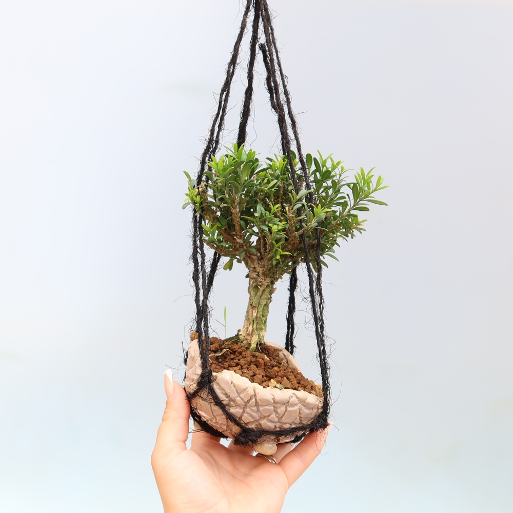 Kokedama w ceramicznej doniczce – Buxus harlandii – bukszpan korkowy