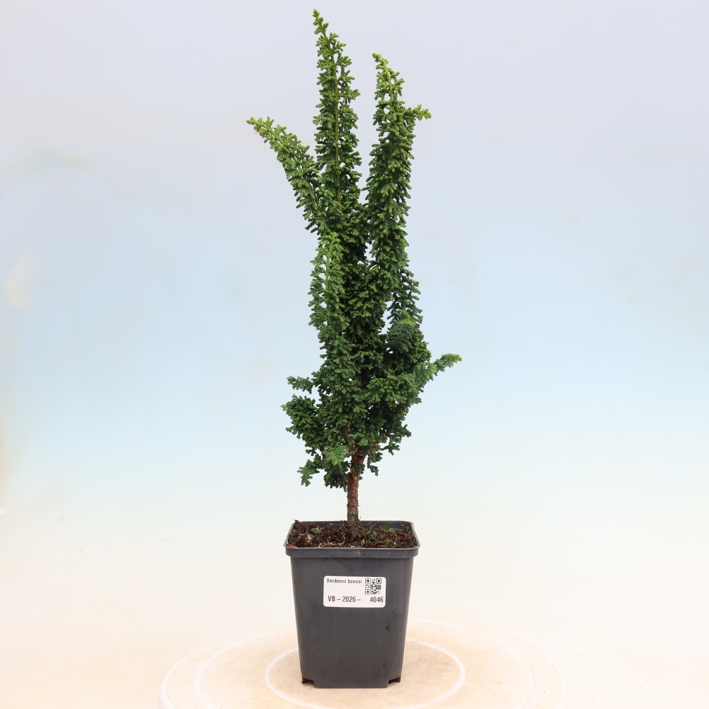 Bonsai zewnętrzne - Cham. obtusa SEKKA HINOKI - Cyprys