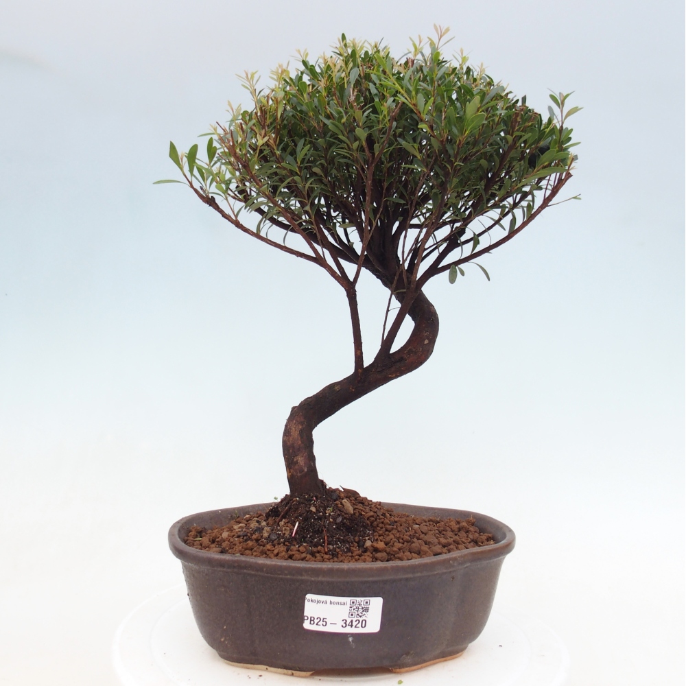 Pokój bonsai - Syzygium - Pimento
